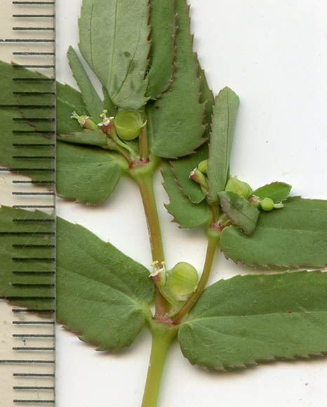  Euphorbia hyssopifolia